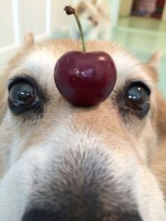 a close up of a dog with an apple on its head and eyes looking at the camera