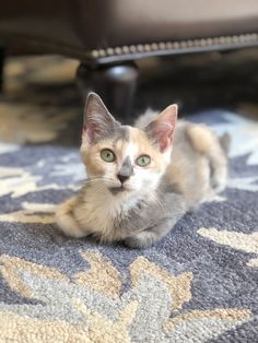 a small kitten sitting on top of a rug