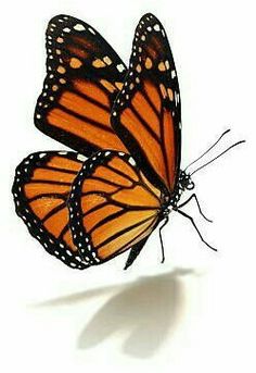 an orange butterfly flying in the air with its wings spread out and it's shadow on