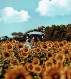 a person in a field of sunflowers taking a photo with an old camera