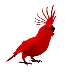 a red bird with long feathers on it's head is standing in front of a white background