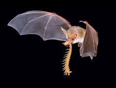 a bat flying through the air with its wings open