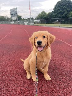 a small brown dog sitting on top of a red track next to a tennis court