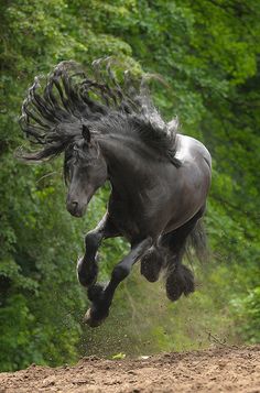 a black horse is galloping through the woods with its hair blowing in the wind