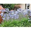 a fire hydrant sitting in the middle of a garden filled with purple and blue flowers