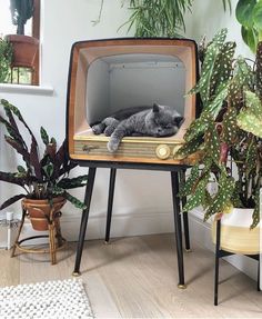 a cat is sleeping in an old tv on a stand next to some potted plants