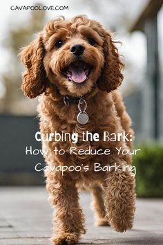 a brown dog with its mouth open and the words curbing the bank how to reduce your cavapoo's barking