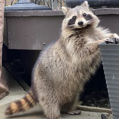 a raccoon is standing on its hind legs in front of a trash can