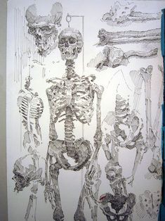 an image of a drawing of human skeleton