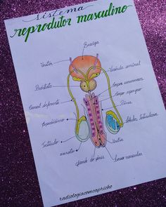 a diagram of the structure of a repredulatia masculinia