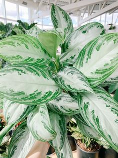 a green and white plant in a greenhouse