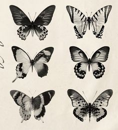 six different butterflies are shown in black and white