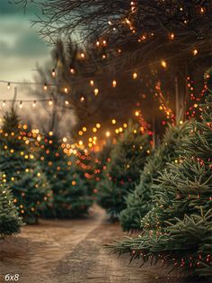 Enchanting Outdoor Christmas Tree Pathway Backdrop - Magical outdoor scene featuring a pathway lined with Christmas trees adorned with colorful lights and overhead strings of fairy lights Tree Pathway, Christmas Stage, Themed Photography, Outdoor Christmas Tree, Holiday Photography, Colorful Lights, The Setting Sun, Xmas Trees, Outdoor Christmas Lights