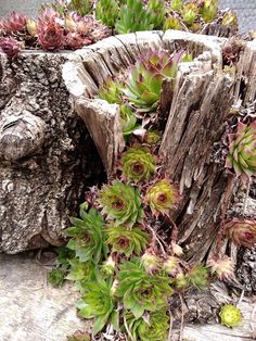 some plants are growing out of the bark of a tree stump that has been cut down