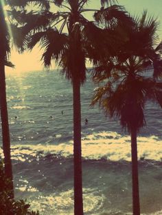 palm trees line the beach as people swim in the ocean