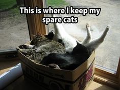 two cats laying in a box with the caption, this is where i keep my spare cats