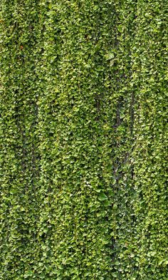 overgrowth hanging vines living wall wallpaper mural Greenery Texture, Creeper Wall, Creeper Plants, Concrete Wall Design, Terrarium Background, Green Wall Plants, Greenery Background, Psd Texture, Transitional Wallpaper