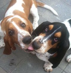 two brown and white dogs standing next to each other on a tile floor with their mouths open