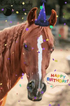 a brown horse wearing a birthday hat with confetti around it's head