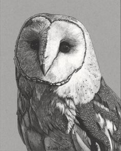 an owl is shown in this black and white drawing, with water droplets on it's wings