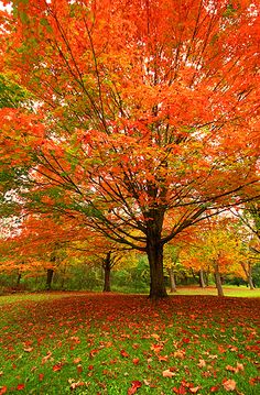 an orange tree with lots of leaves on the ground and grass in front of it