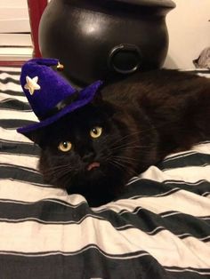 a black cat laying on top of a bed wearing a purple hat with gold stars