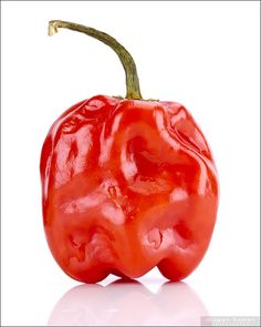 a red pepper on a white background with reflection in the foreground and back ground