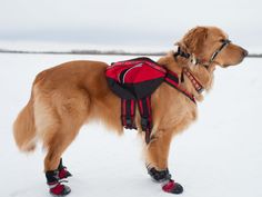 a large brown dog standing in the snow wearing skis and carrying a red backpack