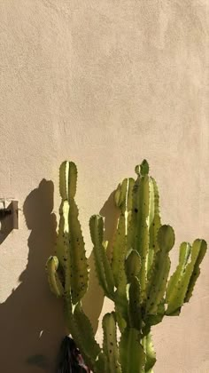 a cactus in a pot next to a wall