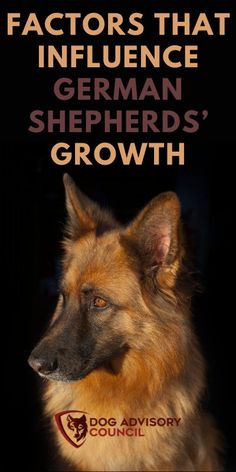 a german shepherd's growth is shown in this ad for the dog advisory company