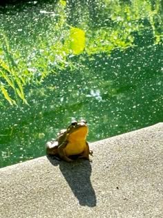 a frog sitting on the edge of a concrete ledge next to a body of water