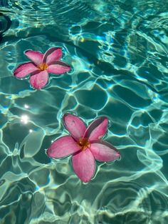 two pink flowers floating on top of the water in a swimming pool with ripples