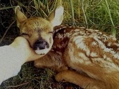 a baby deer laying on top of dry grass next to a person's hand