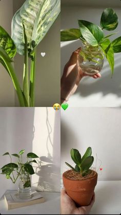 there are four different pictures of plants in the same vase and one is holding a plant