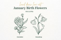 the january birth flowers are shown in green and white ink, with an illustration of three different