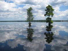 two trees stand in the middle of a lake with clouds reflected on it's surface