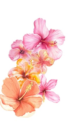 watercolor painting of pink flowers on white background