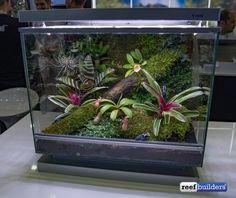 an aquarium filled with lots of plants and greenery on top of a white table