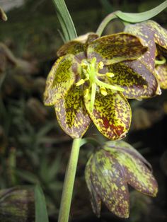 an orchid with yellow and brown spots on it's flower head is in the foreground