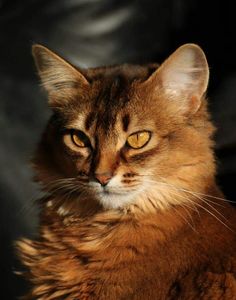 a close up of a cat with yellow eyes looking at the camera while sitting down