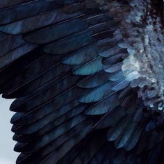 the back side of a large bird's wing with black and blue feathers on it