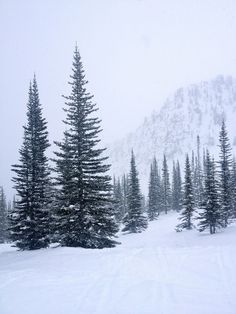 a snow covered mountain with pine trees in the foreground