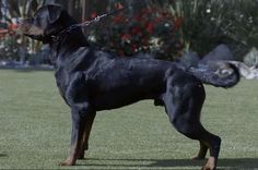 a large black dog standing on top of a lush green field