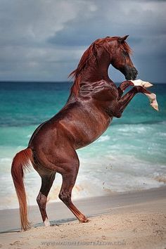 a brown horse standing on its hind legs on the beach