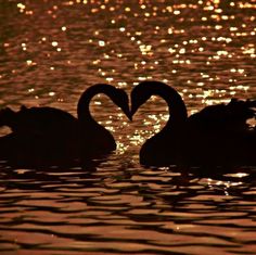 two swans in the water making a heart shape with their necks as they swim at sunset