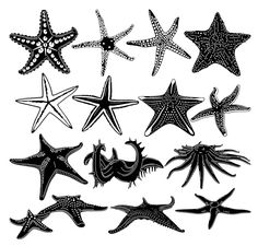 starfishs and sea stars clipart for cricut, inking or embroidery