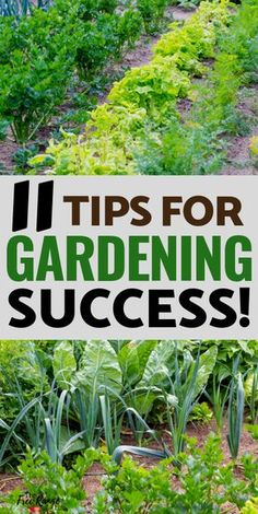 a garden filled with lots of green vegetables and plants that have the words tips for gardening success