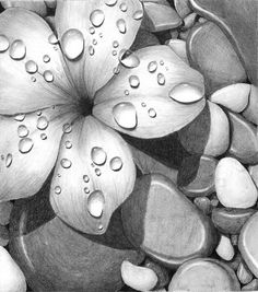 a pencil drawing of a flower with water droplets on it's petals and leaves