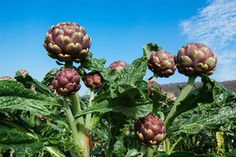 a field full of green plants with brown flowers