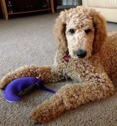 a brown poodle laying on the floor next to a purple toy